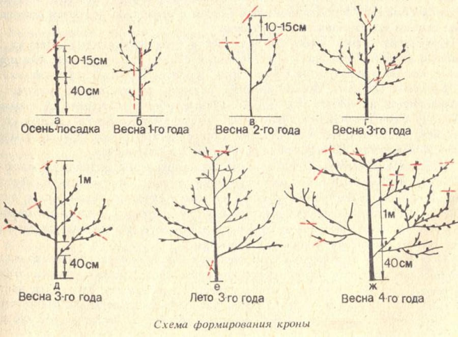 обрезка сливы Минск Беларусь